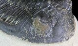 Bargain, Hollardops Trilobite - Visible Eye Facets #68610-4